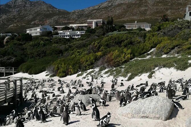 Full Day Cape Peninsula, Cape Point Tour - The Cape of Good Hope brings the southern drama