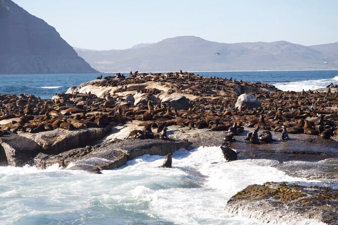 Full Day Cape Peninsula Tour - Simon’s Town and the Boulders Beach decision