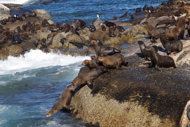 Full Day Cape Peninsula Tour - Who should book this outing?