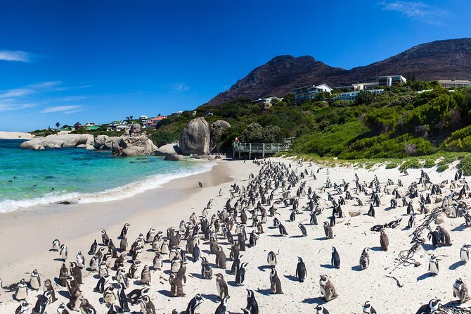 Full Day Cape Peninsula Tour - Practical ways to get more from the day