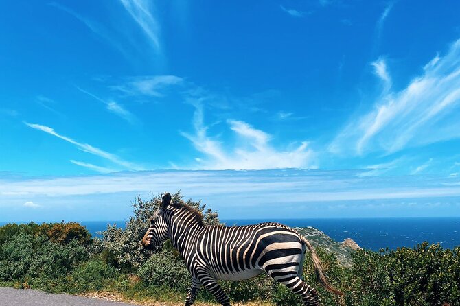 Full Day Cape Peninsula Tour in Private Car - Hout Bay adds boats, seals, and market time