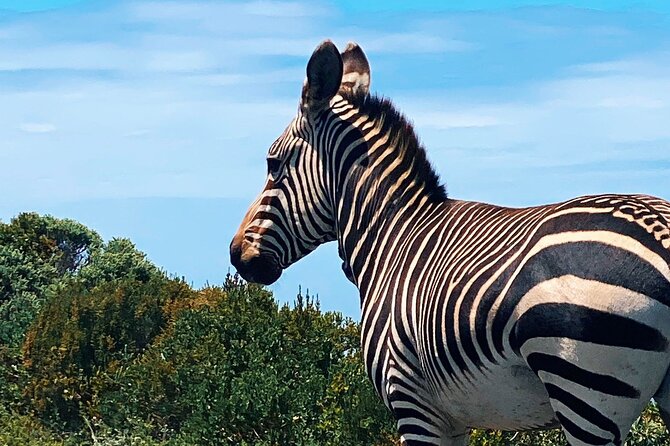 Full Day Cape Peninsula Tour in Private Car - Cape Point needs the biggest block of time