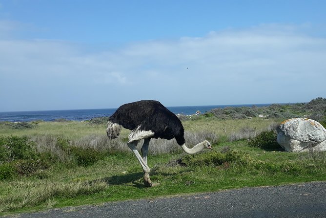 Full Day Cape Peninsula Tour in Private Car - Muizenberg closes the loop with color