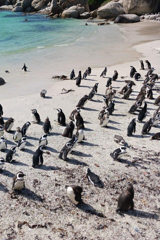 Full Day - Cape Point and Penguins Plus Table Mountain - Chapman’s Peak is the road-trip highlight