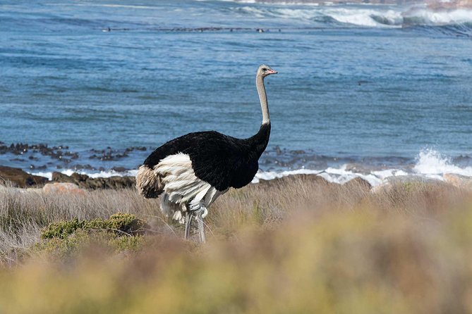 Full day Cape Point + Constantia Wine Tour with Private Transfer - Boulders Beach and the African penguins