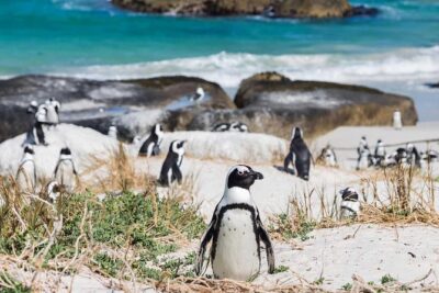 Full day Cape Point + Constantia Wine Tour with Private Transfer