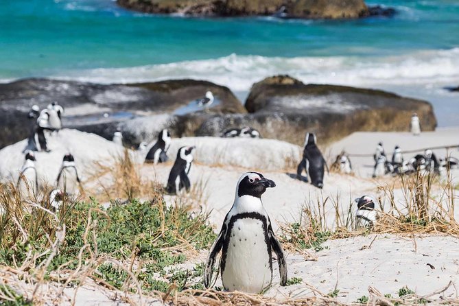 Full day Cape Point + Constantia Wine Tour with Private Transfer - The road through Fish Hoek, Kalk Bay, and Simon’s Town