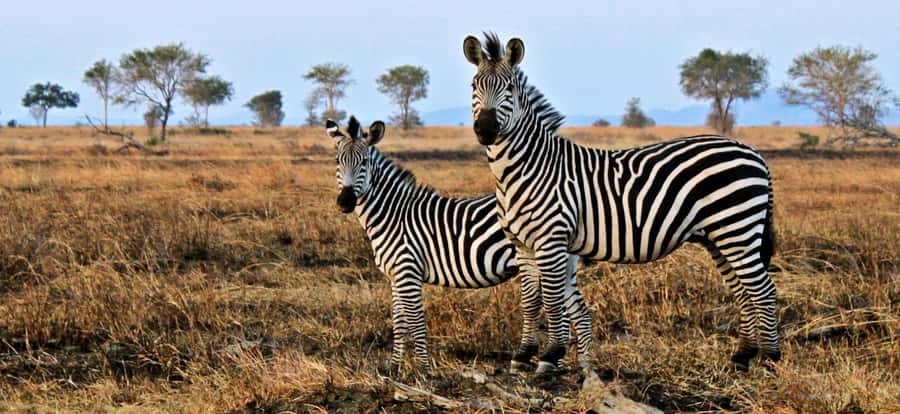 Full Day Cape Town Safari - Key points to know before booking