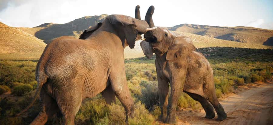 Full Day Cape Town Safari - From Cape Town to the Klein Karoo