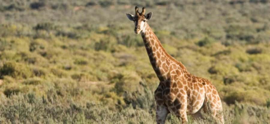 Full Day Cape Town Safari - What the two-hour game drive is really like