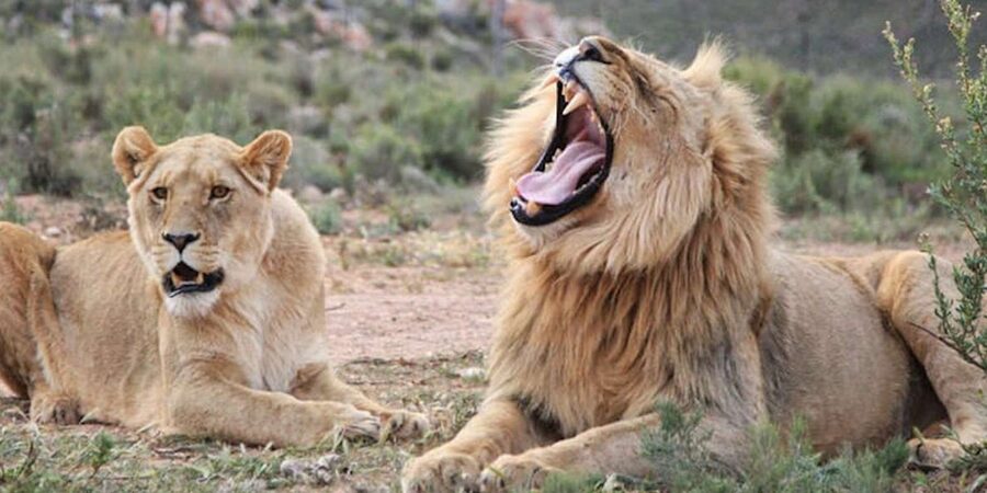 Full Day Cape Town Safari - FAQ