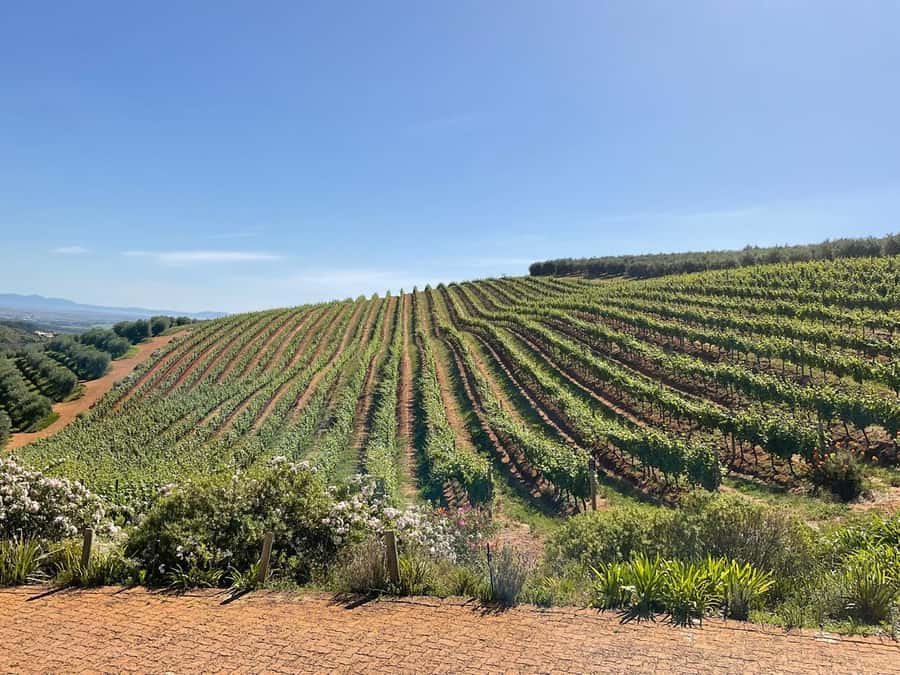 Full Day Cape Winelands Tour: Franschhoek & Stellenbosch - Key points at a glance