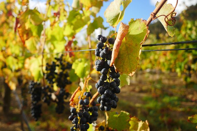 Full-Day Constantia Wine Tour from Cape Town - Is $204.38 a fair price?