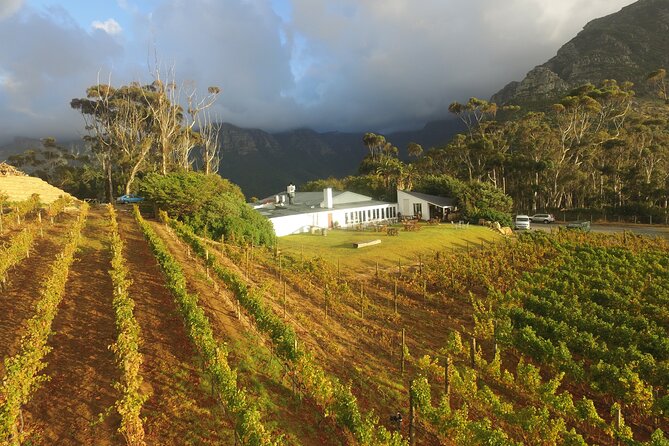 Full-Day Constantia Wine Tour from Cape Town - Steenberg, Groot Constantia, and Klein Constantia