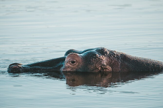 Full Day Exquisite Pilanesberg Safari from Johannesburg - What you may see at Pilanesberg