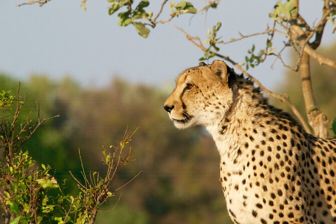 Full Day Exquisite Pilanesberg Safari from Johannesburg - Is $204.17 a fair price?