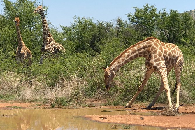 Full Day Exquisite Pilanesberg Safari from Johannesburg - Open-air safari: the main event