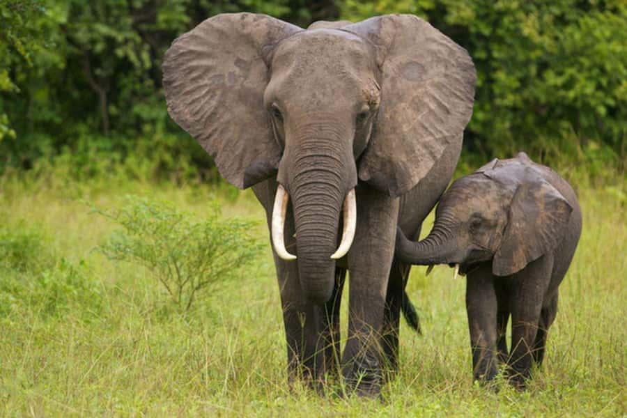 Full Day Hluhluwe Imfolozi Game Reserve Tour from Durban - Key points at a glance