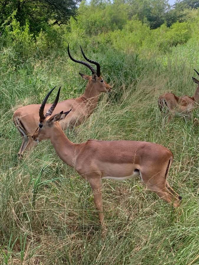 Full Day Hluhluwe Imfolozi Game Reserve Tour from Durban - Who will like this day most?