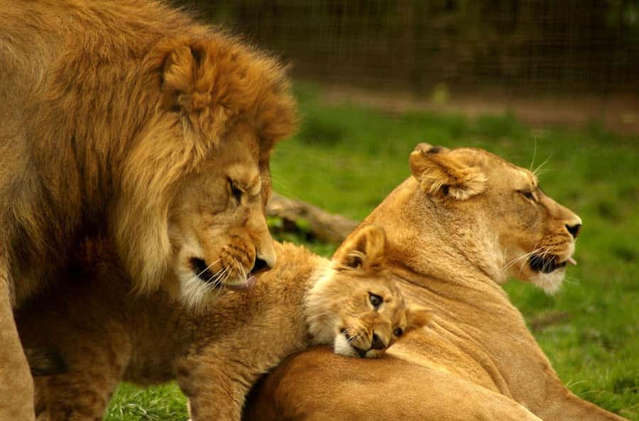 Full Day Hluhluwe Imfolozi Game Reserve Tour from Durban - A serious note about road safety