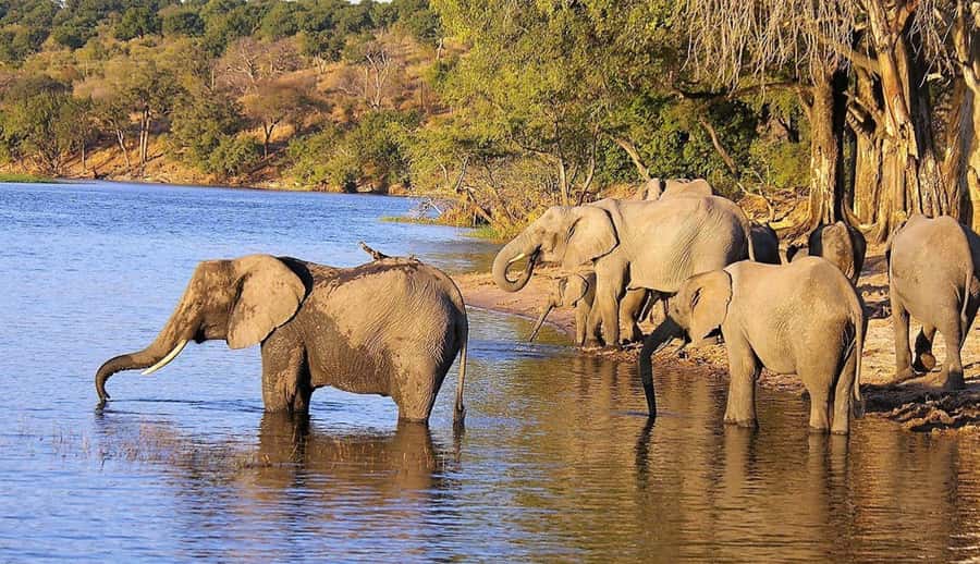 Full Day Hluhluwe Imfolozi Game Reserve Tour from Durban - Food, drinks, and what to bring