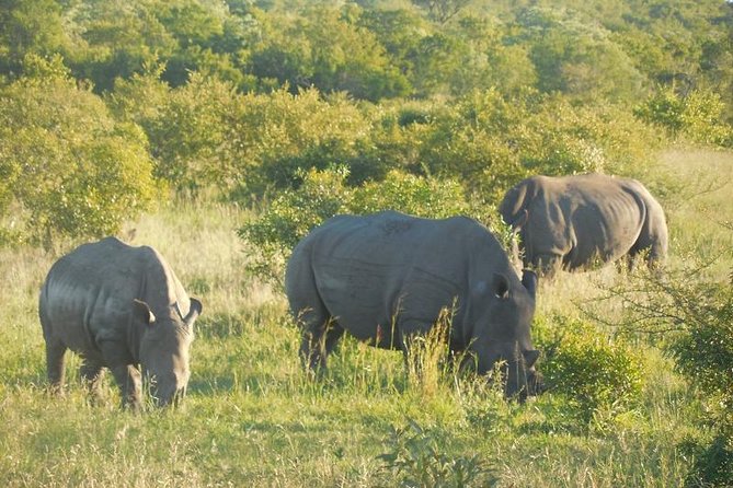 Full-Day Kruger Park Safari from Nelspruit, Whiteriver or Hazyview - Key points at a glance