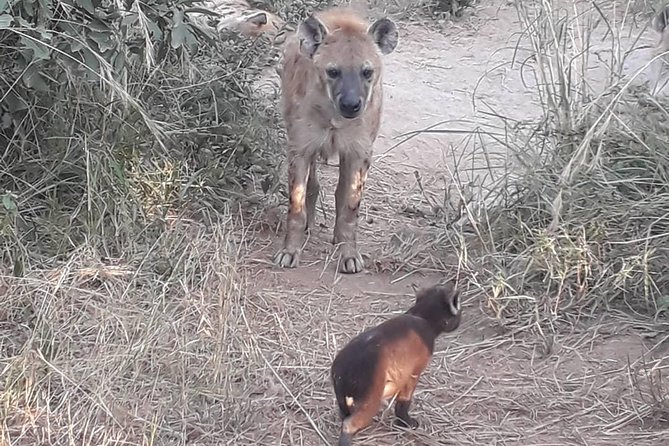 Full-Day Kruger Park Safari from Nelspruit, Whiteriver or Hazyview - Entering Kruger with the main costs covered