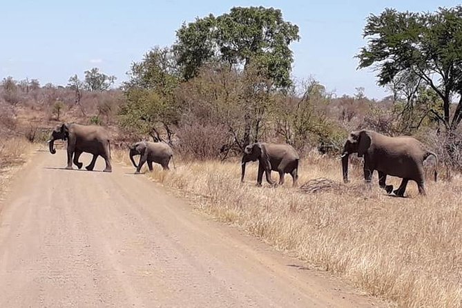 Full-Day Kruger Park Safari from Nelspruit, Whiteriver or Hazyview - The guide’s role in finding wildlife