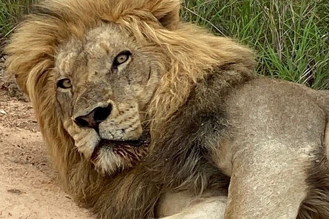 Full-Day Kruger Park Safari from Nelspruit, Whiteriver or Hazyview - Searching for the Big Five in one day
