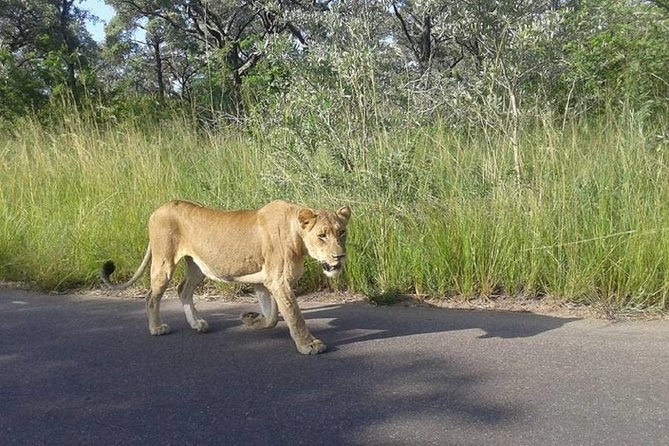 Full-Day Kruger Park Safari from Nelspruit, Whiteriver or Hazyview - An early start from Nelspruit, White River, or Hazyview