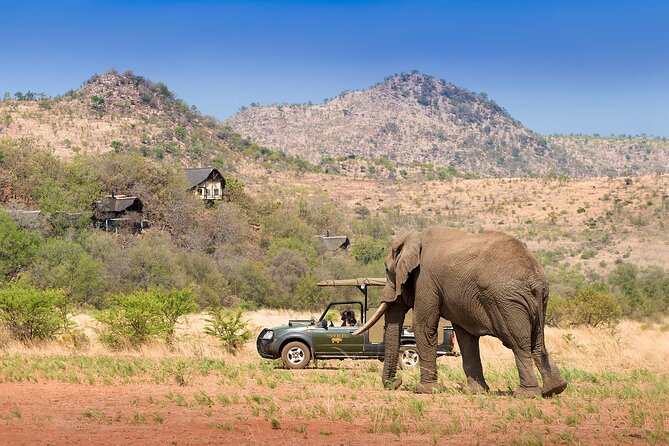 Full Day Pilanesberg Experience in Open Vehicle - Lunch at a park rest camp