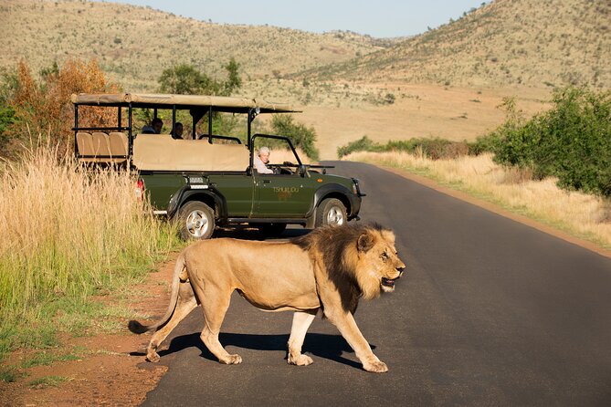 Full Day Pilanesberg Experience in Open Vehicle - What the guides add to the day