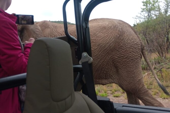 Full Day Pilanesberg Experience in Open Vehicle - Morning open 4x4 drive, about three hours