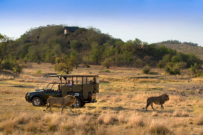 Full Day Pilanesberg Safari Adventure - What you may see in Pilanesberg