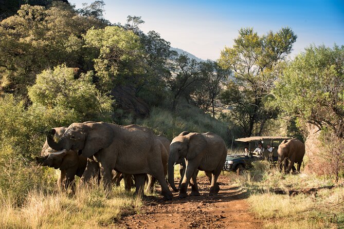 Full Day Pilanesberg Safari Adventure - Price, timing, and what the $121.35 covers