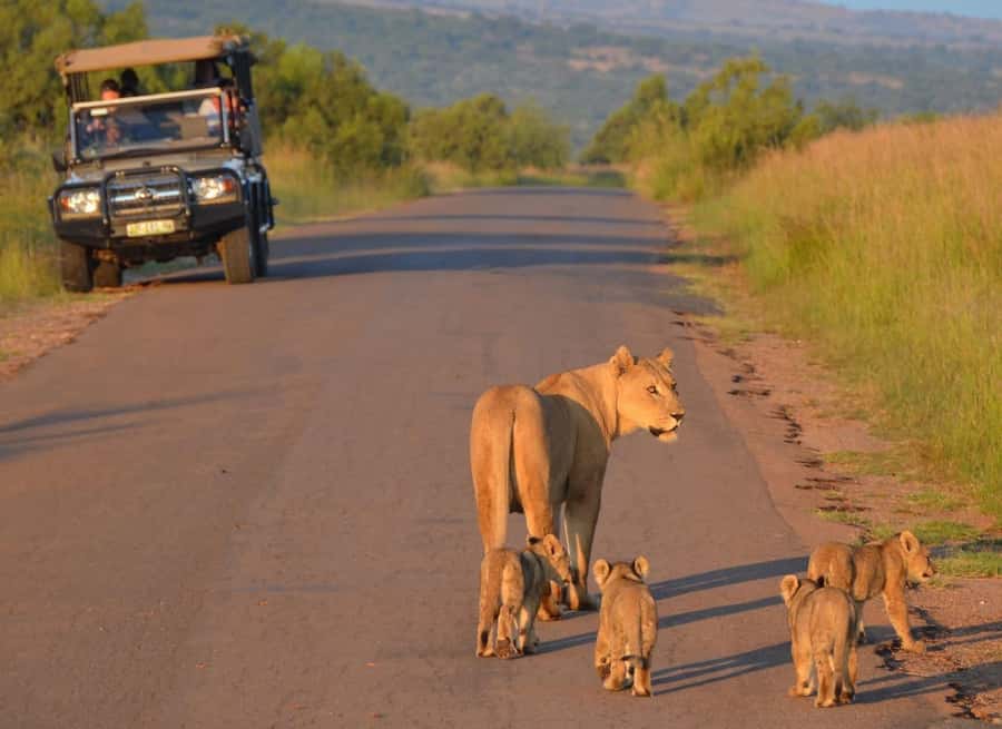 Full-Day Pilanesberg Safari from Sun City - A Big 5 day trip close to Sun City
