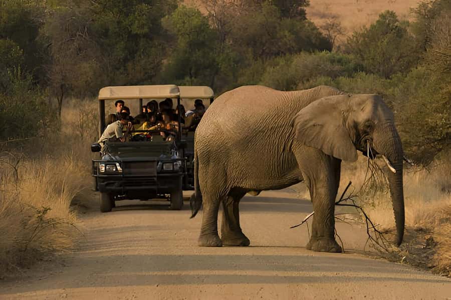 Full-Day Pilanesberg Safari from Sun City - Who should book this Pilanesberg safari?
