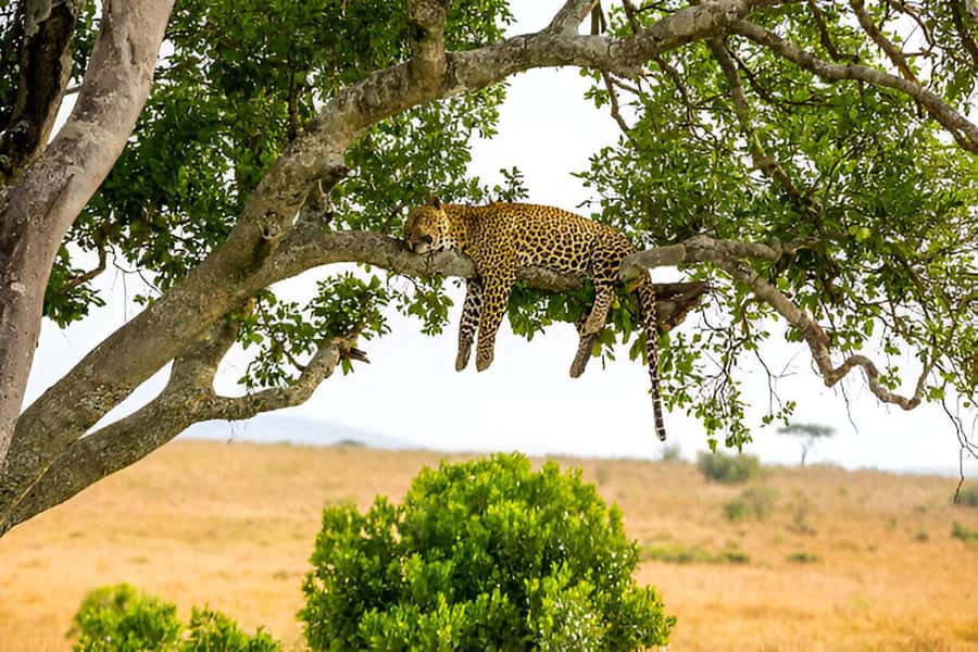 Full-Day Pilanesberg Safari from Sun City - Should you book it?