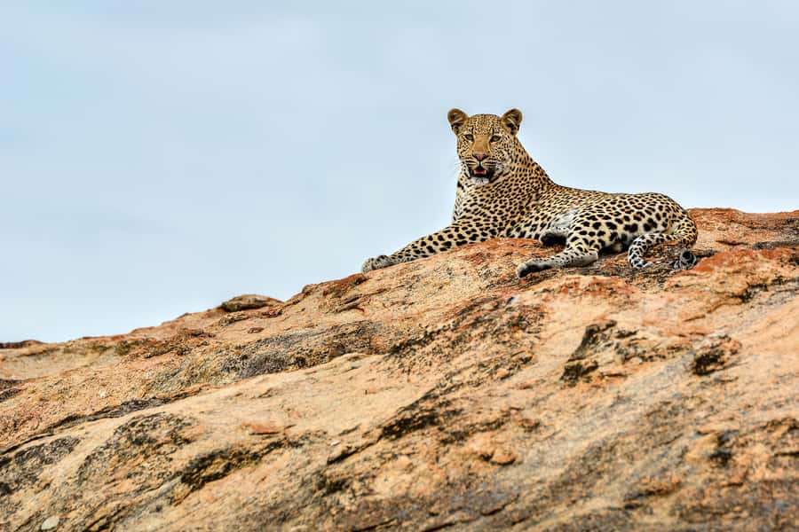 Full-Day Private Big 5 Safari in Kruger National Park - Key points to know before booking