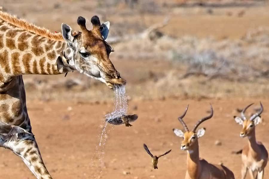 Full-Day Private Big 5 Safari in Kruger National Park - Practical details that make the day easier