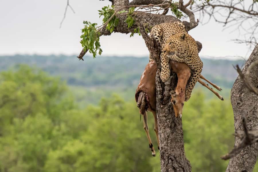 Full-Day Private Big 5 Safari in Kruger National Park - The first morning search for lions, leopards, and rhinos