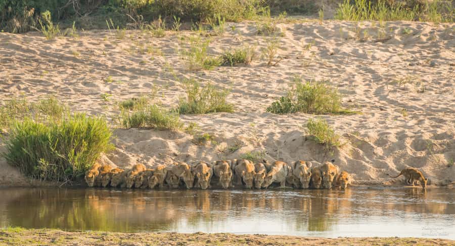 Full-Day Private Big 5 Safari in Kruger National Park - Bush coffee, viewpoints, and a break from the vehicle