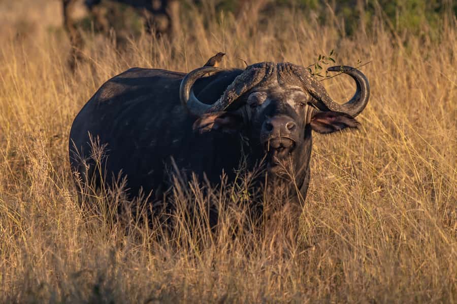 Full-Day Private Big 5 Safari in Kruger National Park - Afternoon waterholes and riverbanks