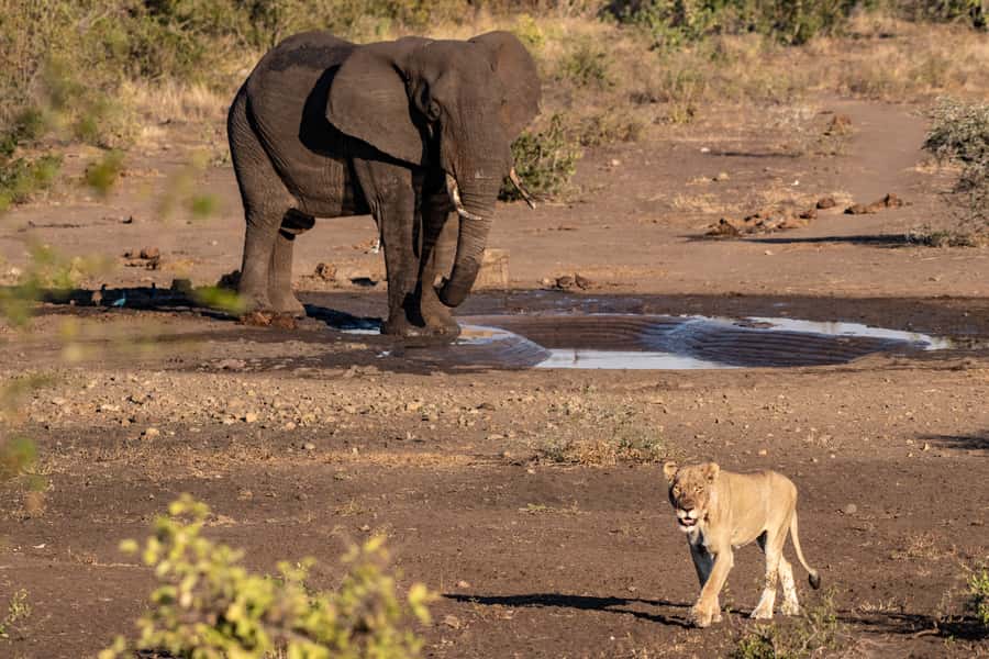 Full-Day Private Big 5 Safari in Kruger National Park - How the $399 group price works in real terms