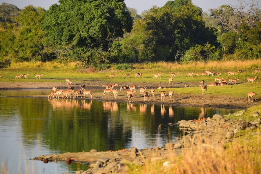 Full-Day Private Big 5 Safari in Kruger National Park - Who will get the most from this safari