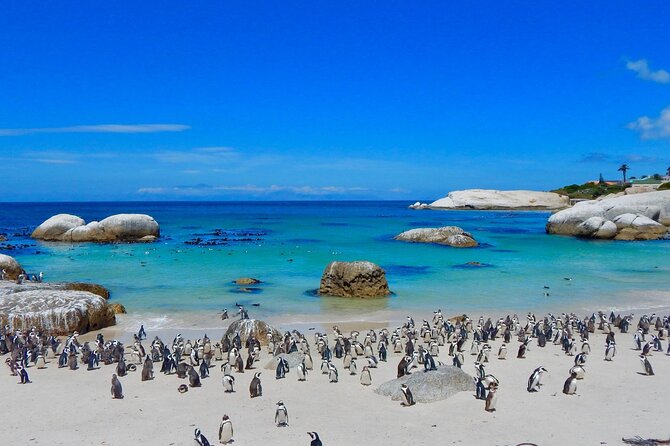Full Day Private Cape Peninsula and Boulders Beach Tour - Hout Bay and the coastal road