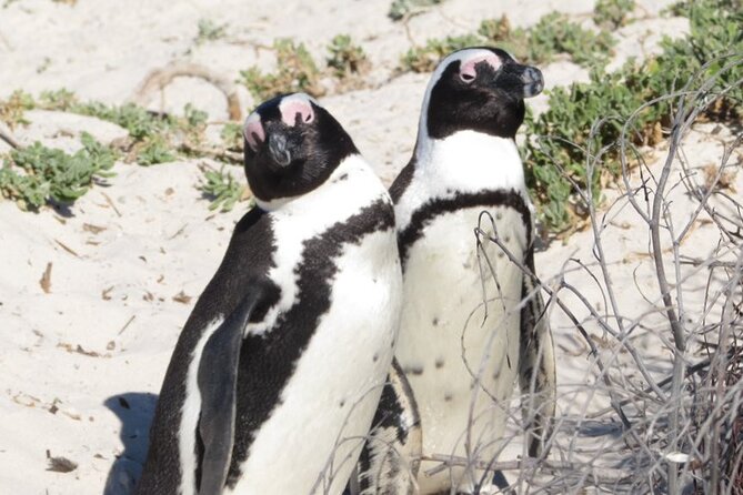 Full Day Private Cape Peninsula and Boulders Beach Tour - Chapmans Peak Drive, the scenic centerpiece