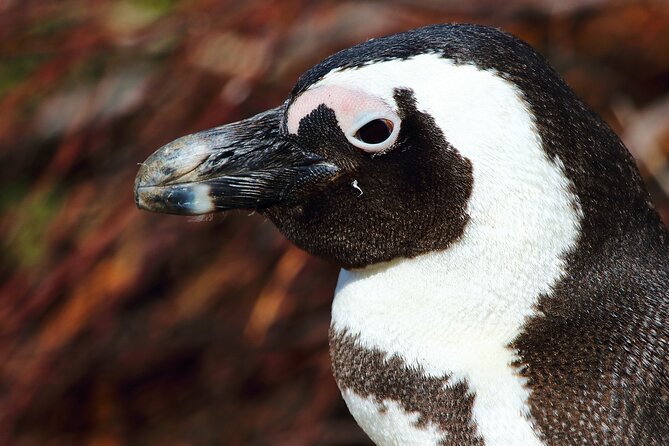 Full-Day Private Cape Peninsula Tour - Guide Jim and the private format
