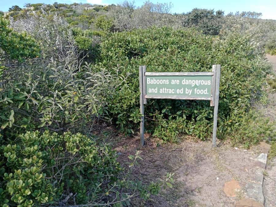 Full-Day Private Excursion: Cape of Good Hope and Penguins - Two hours around Cape Point National Park