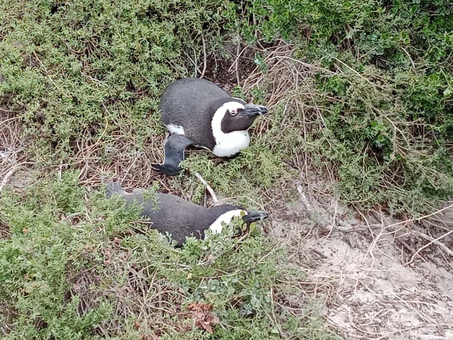 Full-Day Private Excursion: Cape of Good Hope and Penguins - Guides, language, and the private experience